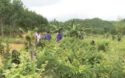 Quảng Nam: Trồng thứ cây dược liệu có tên lạ-chè dây Ra Zéh, nông dân miền núi lãi trăm triệu/năm