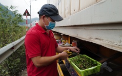 Hàng nghìn xe container ùn ứ chờ thông quan sang Trung Quốc: Lái xe vật lộn cùng hàng hóa