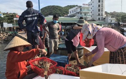 Khánh Hòa: Sau bão số 9, ngư dân ra biển Bình Hưng bắt những con đặc sản gì mà bất ngờ kiếm tiền triệu?