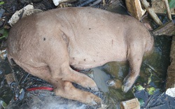 Ảnh, CLIP: Xác lợn chết vứt trôi sông, dập dềnh mương nước-cảnh tượng kinh hoàng ở tỉnh Hưng Yên (Bài 1)
