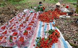 1.385 tấn chôm chôm chín đỏ đầy vườn, la liệt tôm càng xanh nằm ao, nông dân Bến Tre mong ngóng được tiêu thụ