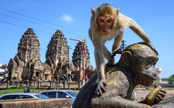 Thị trấn Thái Lan "gặp nạn" vì lũ khỉ "hảo ngọt" mùa Covid-19