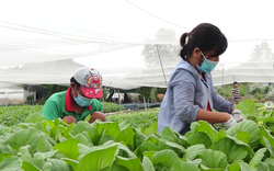 Đồng Nai: Rau ăn lá, rau gia vị tăng giá mạnh, nông dân phấn khởi vì có tiền tiêu tết