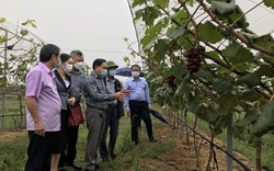 Bắc Ninh: 3.000 nông dân có việc làm nhờ vốn Quỹ HTND