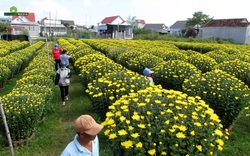 Nông dân Ninh Giang trúng lớn vì hoa cúc “cháy hàng”