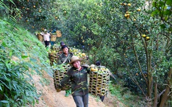 VietGAP, Global GAP, hữu cơ giúp cam sành Hàm Yên thắng lớn, người trồng cam mừng ra mặt