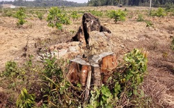 Dự án trồng rừng bị “xẻ thịt” ở Bình Phước: Thực hiện sai, chỉ kiểm điểm?!
