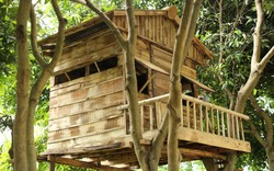 Nhà trên cây của ông chủ vườn xoài ở Hà Nội tự làm khiến bao người mê
