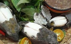 Kỳ lạ với loài cá hiếm được ví von là “gà đại dương”, ăn vào thì ngon thơm, bổ dưỡng