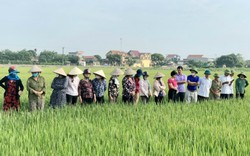 Nông dân Ninh Bình chia sẻ kỹ thuật trồng lúa thân thiện với môi trường ngay trên đồng