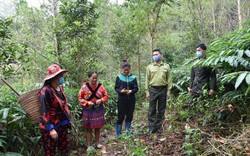Điện Biên: Khắc phục bất cập quy hoạch 3 loại rừng