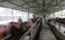 Chỉ nuôi 30 con bò, anh nông dân Hưng Yên thu 300 triệu đồng/năm