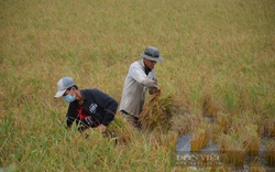 Cà Mau: Nông dân hào hứng vào nhóm trồng lúa nuôi tôm, chả phải lo đầu ra lại nhanh khấm khá
