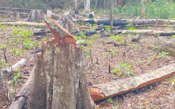 Bình Định: Cán bộ bảo vệ rừng buông lỏng quản lý, gần 15 ha rừng bị "tàn sát"