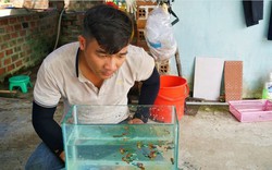 Quảng Nam: Nuôi loài cá tí hon, đẻ con sòn sòn, 9X thu hàng trăm triệu mỗi năm