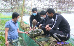 Đào ao nuôi loại ốc đặc sản dày đặc, bắt lên vô số, người ta kéo đến vùng này của Phú Thọ để xem