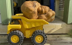 Củ khoai tây siêu to khổng lồ nặng tới 7,9kg, cả xóm ăn mãi không hết, được chủ nhân "cưng chiều"