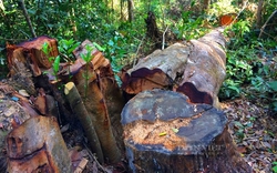 "Lâm tặc" cưa, chặt, phá bao nhiêu mét khối gỗ rừng ở Gia Lai trong 6 tháng đầu năm 2022?
