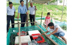 Nuôi con đặc sản chả bao giờ đòi ăn cám công nghiệp, trai làng Thái Bình thu gần 1 tỷ đồng ở khu ruộng xấu