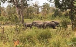 Đàn voi rừng hay kéo về gần làng, bản ở Đắk Lắk "quậy phá" sẽ được giám sát bằng cách đeo vòng cổ