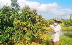 Đem thứ nhãn đặc sản này ở Hưng Yên vô trồng ở Hậu Giang, bất ngờ cây thấp tè đã ra trái cả là trái