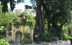 Chuyện ly kỳ về "cây đa bến nước" cổ hơn 100 năm tuổi giữa lòng Thủ đô 