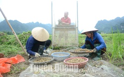 Ở nơi này của Tuyên Quang, nông dân đang có một nỗi buồn mang tên "lạc xuân"
