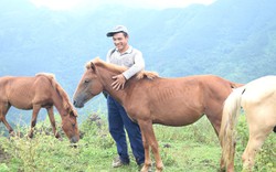 Nuôi đàn ngựa thả trên đồi hoang ở Quảng Ninh, anh chủ "xuống núi" dăm bữa nữa tháng không có ai dám bắt trộm