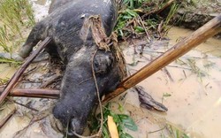 Mưa lũ làm thiệt hại nhiều tuyến đường giao thông, lúa, mạ, 9 con trâu bị chết ở Tuyên Quang