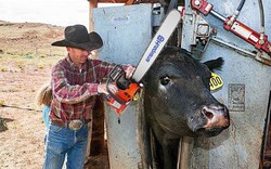 Trang trại chăn nuôi bò công nghệ cao