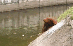 Clip NÓNG 24h: Đười ươi Phú Quốc suýt đuối nước vì với thức ăn du khách ném vào chuồng