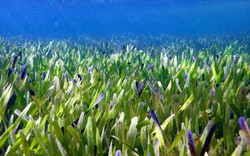 Phát hiện cánh đồng cỏ biển "bất tử"lớn nhất thế giới gây 'choáng váng' dư luận