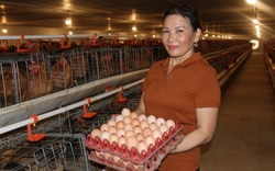 Nông dân sản xuất, kinh doanh giỏi Thái Nguyên: Nuôi gà đẻ, một nữ nông dân lãi gần 6 tỷ/năm