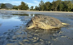 Cứu hộ thành công rùa biển quý hiếm mắc cạn ở Côn Đảo