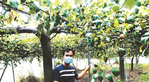 Đến Bình Thuận "đi lạc" vào vườn táo đẹp như phim trường, cây nào cũng đeo đầy trái