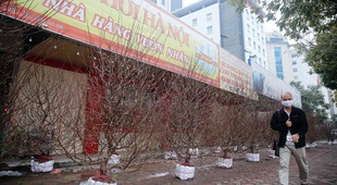 Nhà hàng quán nhậu, gara ô tô ở Hà Nội chuyển sang bán đào, quất vì Covid-19