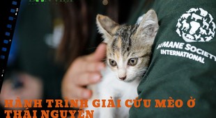 Giải cứu, đóng cửa vĩnh viễn lò mổ thịt mèo với quy mô 300 con/tháng ở Thái Nguyên