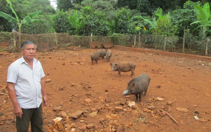 Giá thức ăn chăn nuôi tăng chóng mặt, nông dân xã này của Bà Rịa làm cách nào để trụ lại giữ nghề?