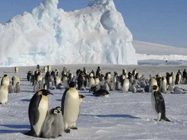 Khối băng khổng lồ giết chết 150.000 chim cánh cụt