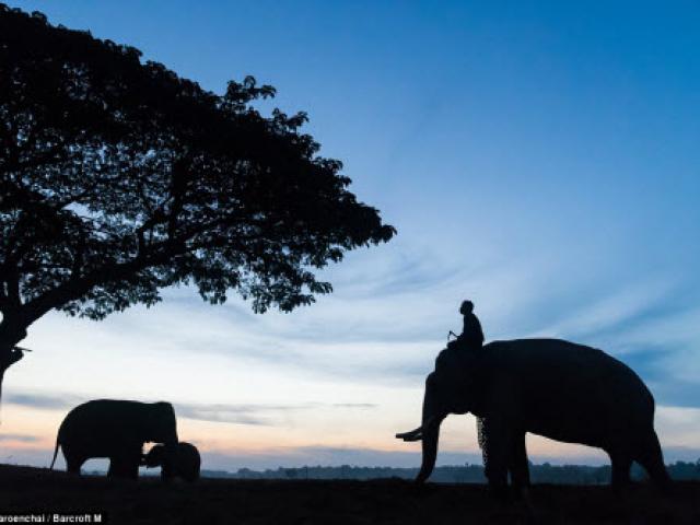 Ảnh: Ngôi làng thuần hóa voi cuối cùng ở Thái Lan