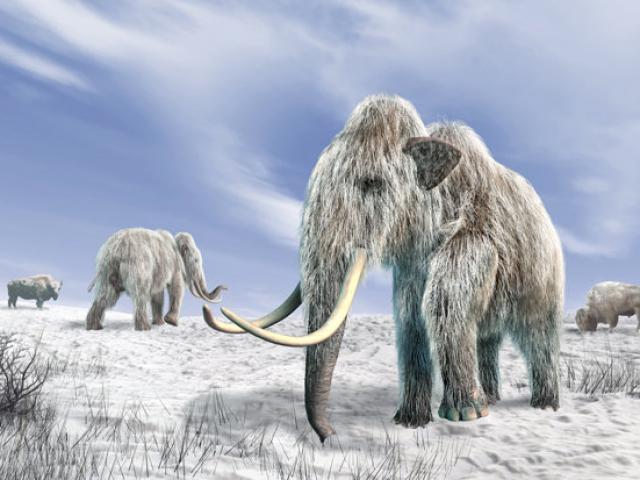 Phát hiện “của quý” voi ma mút 700.000 năm tuổi ở Anh?