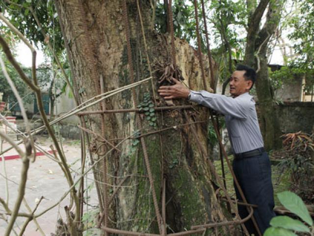 Cận cảnh 2 cây sưa 150 tỷ ”mặc áo giáp sắt” chống trộm