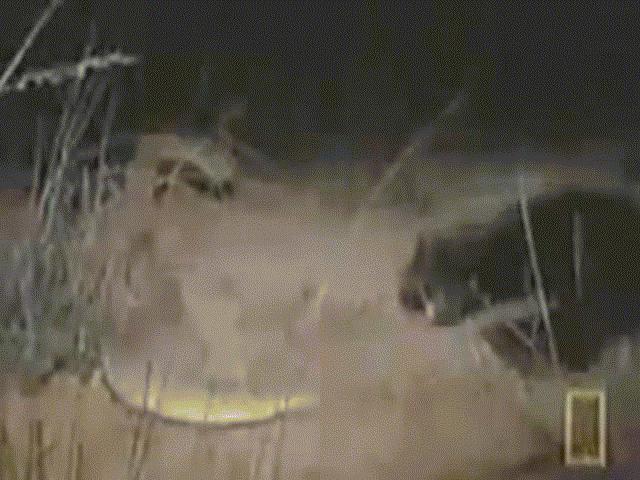 Video: Trận chiến nảy lửa giữa lửng mật và rắn kịch độc