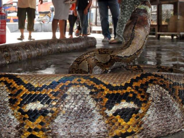 Malaysia: Người đàn ông bị trăn nặng 100kg siết tới chết