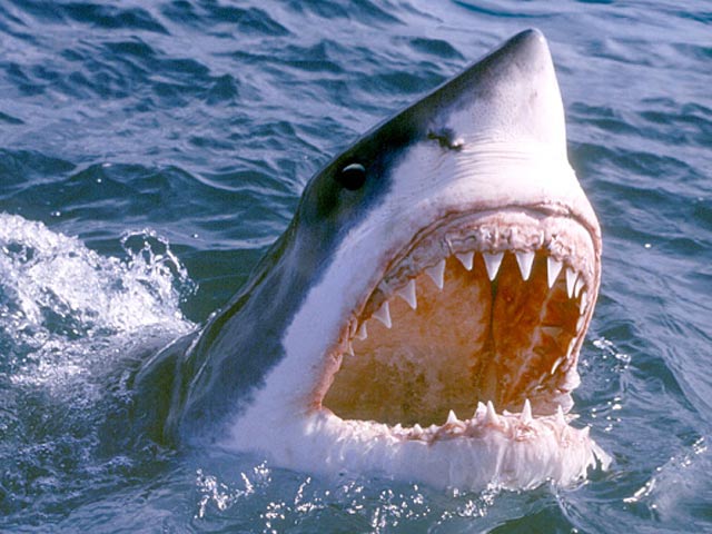 Thoát hàm cá mập khổng lồ nhờ đòn “nhất dương chỉ”