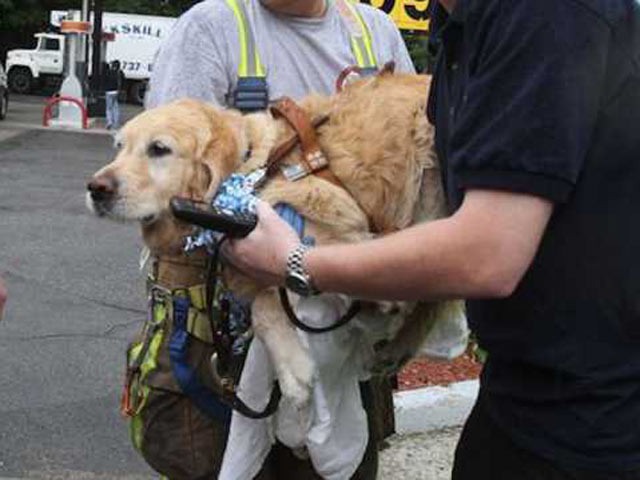 Mỹ: Chú chó xả thân lao vào xe bus cứu chủ