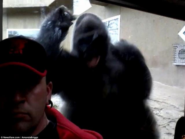 Video khỉ đột 2 tạ tức tối đòi đánh khách quay ”tự sướng”