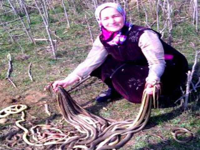 Cụ bà 60 tuổi làm vườn ”hạ” một lúc 80 con rắn