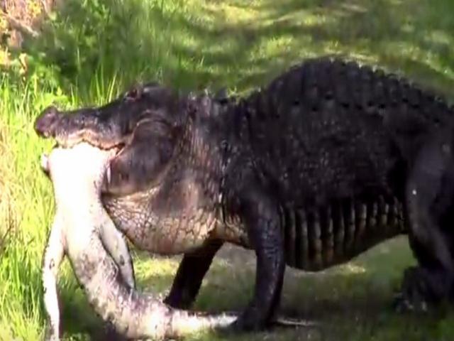 Video: Kinh hãi cá sấu ”khủng” ăn thịt đồng loại