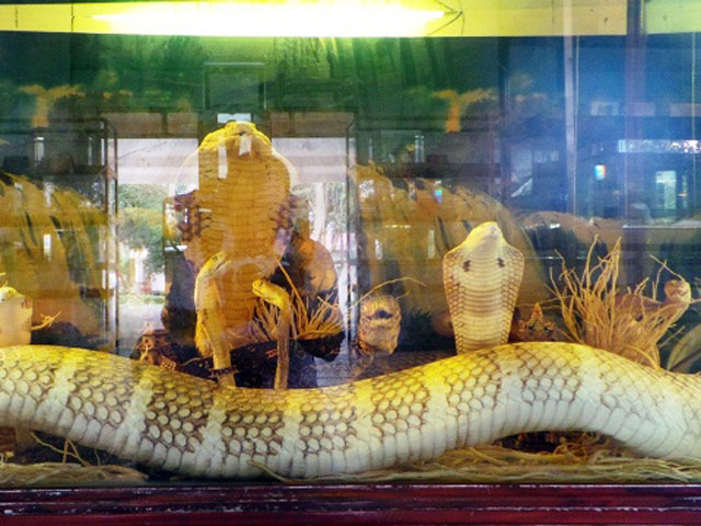 Con hổ mang chúa “vô địch” ở trại rắn lớn nhất Việt Nam